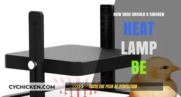 Optimal Height for Chicken Heat Lamps: A Complete Guide
