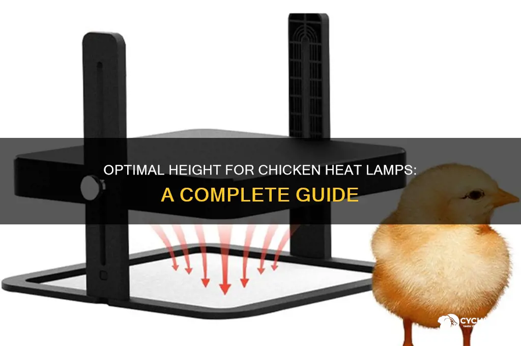 how high should a chicken heat lamp be