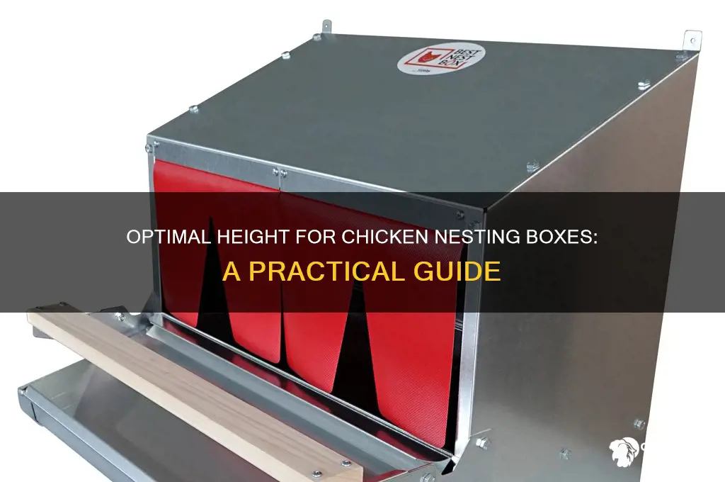 how high should a chicken nesting box be