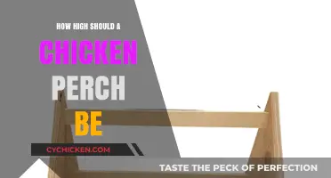 Optimal Chicken Perch Height: Comfort and Safety for Your Flock