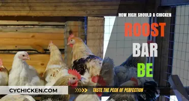 Optimal Chicken Roost Bar Height: Comfort and Safety Tips