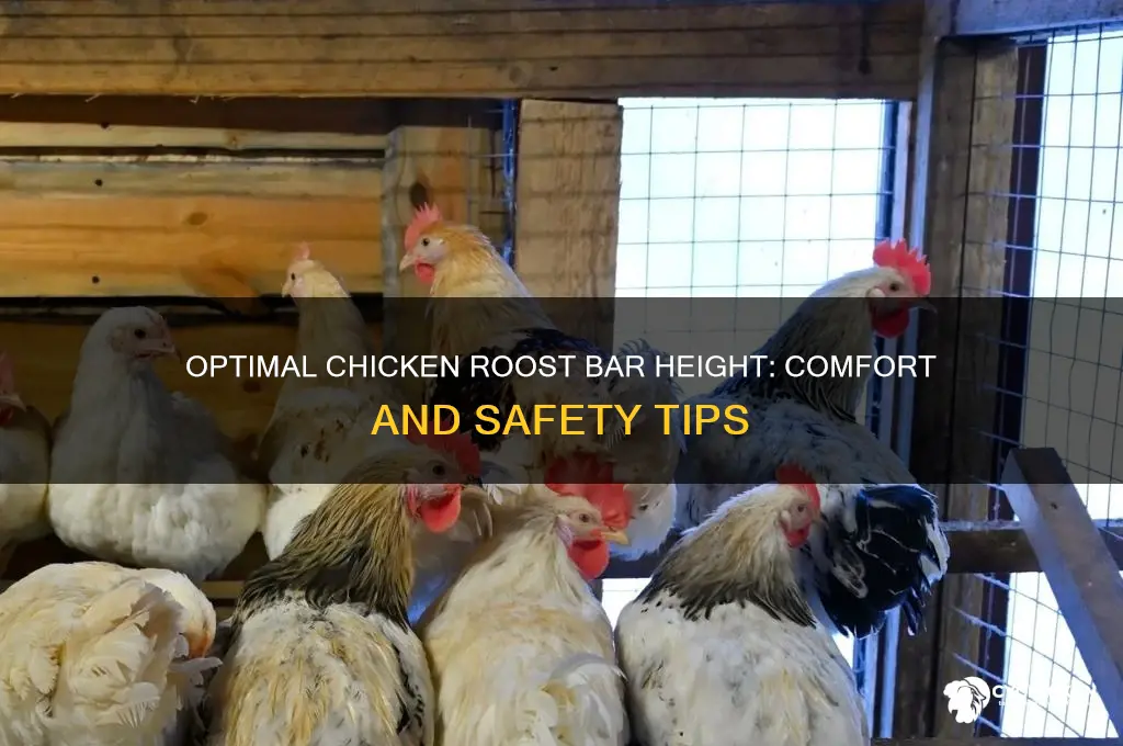 how high should a chicken roost bar be