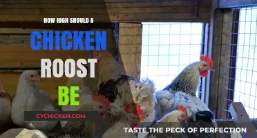 Optimal Chicken Roost Height: Comfort and Safety for Your Flock