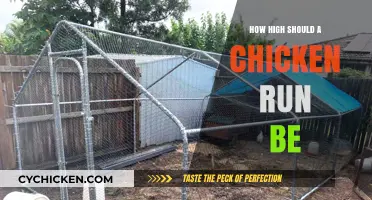 Ideal Chicken Run Height: Safety, Space, and Happy Hens Explained