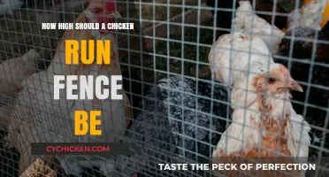 Ideal Chicken Run Fence Height: Protecting Your Flock from Predators
