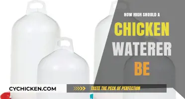 Optimal Chicken Waterer Height: Tips for Happy, Hydrated Flocks