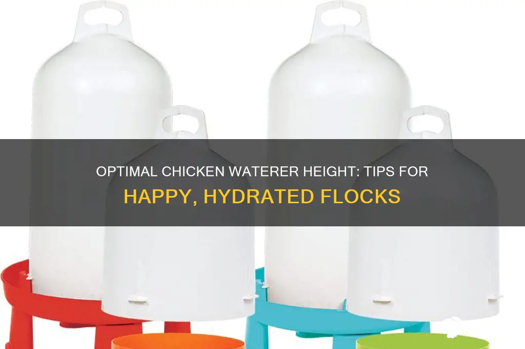how high should a chicken waterer be
