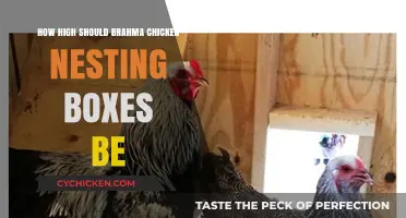 Optimal Brahma Chicken Nesting Box Height: A Practical Guide