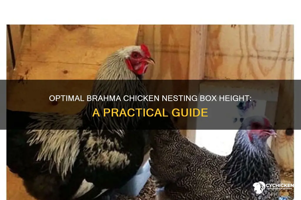 how high should brahma chicken nesting boxes be