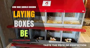 Optimal Height for Chicken Nesting Boxes: A Practical Guide