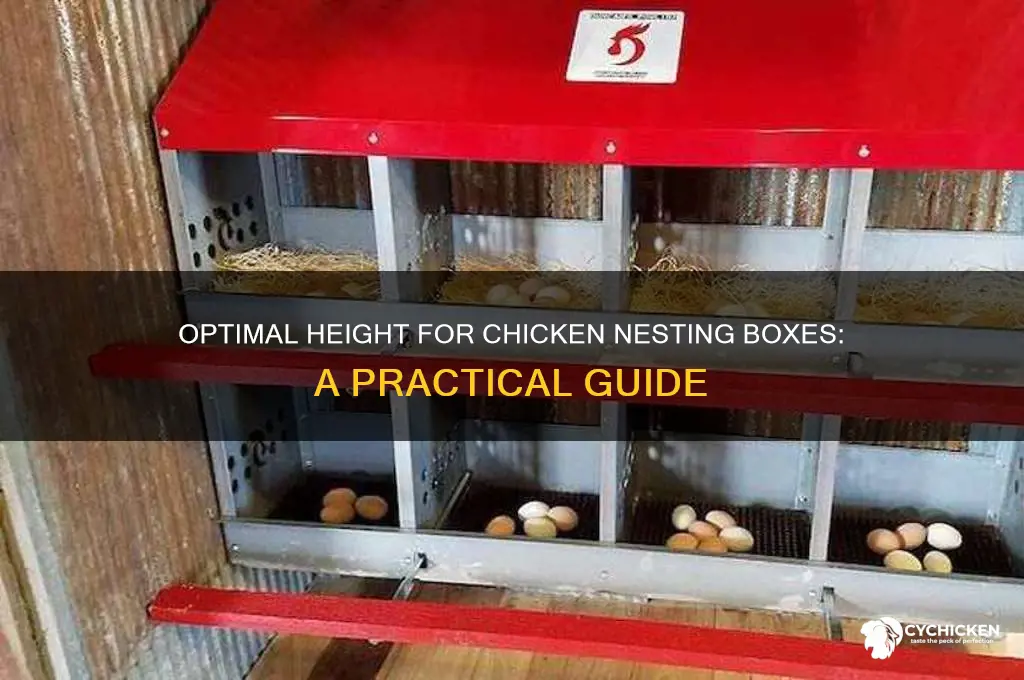 how high should chicken laying boxes be
