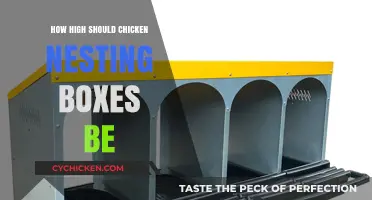 Optimal Height for Chicken Nesting Boxes: A Practical Guide