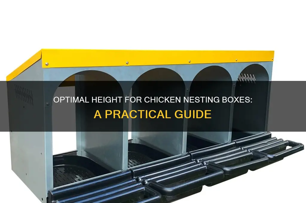 how high should chicken nesting boxes be
