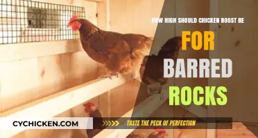 Ideal Roost Height for Barred Rock Chickens