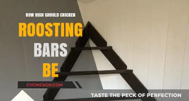 Optimal Chicken Roosting Bar Height for Comfort and Safety