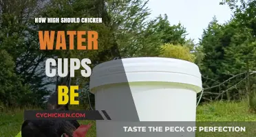 Optimal Height for Chicken Water Cups: A Practical Guide