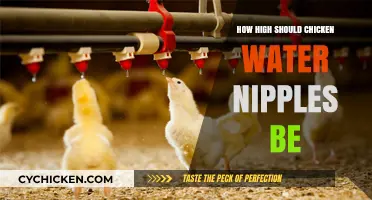 Optimal Height for Chicken Water Nipples: A Practical Guide