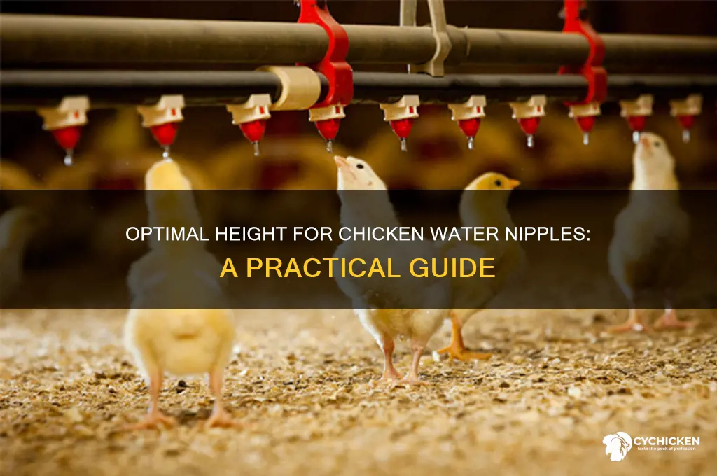 how high should chicken water nipples be