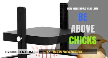 Optimal Heat Lamp Height for Healthy and Happy Chicks