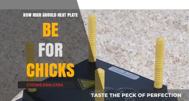 Optimal Heat Plate Height for Healthy and Happy Chicks