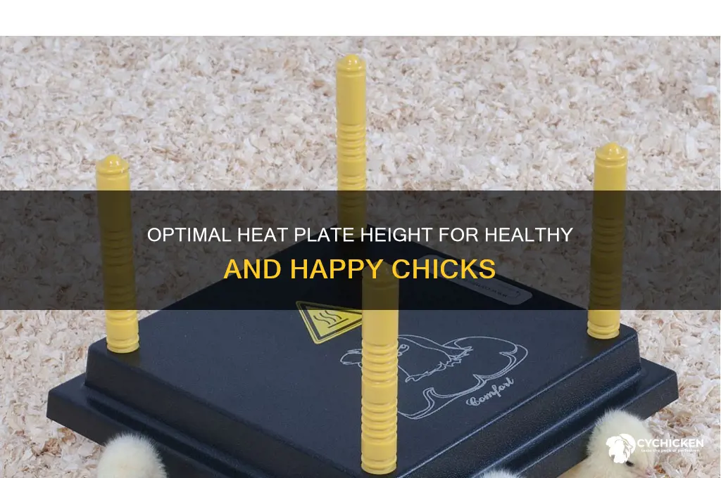 how high should heat plate be for chicks