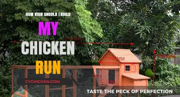 Ideal Height for Chicken Runs: Safety, Space, and Predator Protection Tips