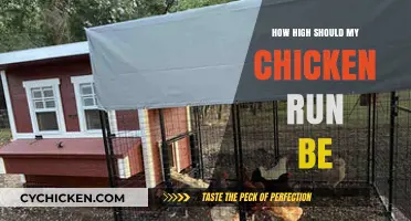 Ideal Chicken Run Height: Tips for Happy, Safe Poultry Keeping