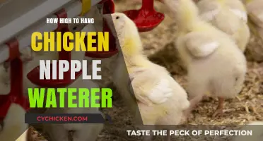 Optimal Height for Hanging Chicken Nipple Waterers: A Guide