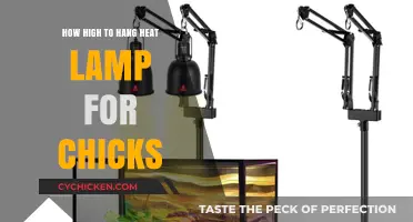 Optimal Heat Lamp Height for Healthy and Happy Chicks