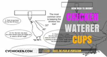 Optimal Height for Chicken Waterer Cups: A Practical Guide