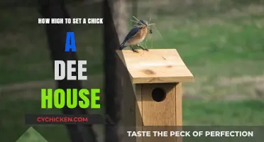 Setting Up a Chickadee House: Height Recommendations