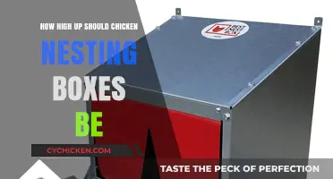 Optimal Height for Chicken Nesting Boxes: A Practical Guide