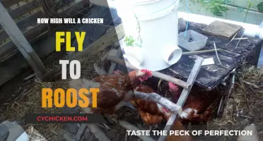 How High Do Chickens Fly to Roost? Surprising Facts Revealed