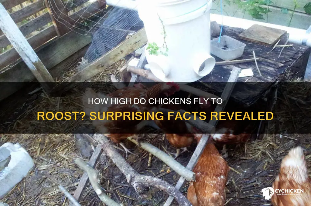 how high will a chicken fly to roost