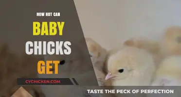 Exploring the Temperature Limits: How Hot Can Baby Chicks Get?