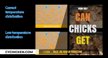 Exploring the Sizzling World of Chicks: A Deep Dive into Their Fiery Nature