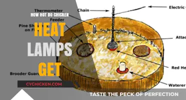 Exploring the Temperature Limits of Chicken Heat Lamps