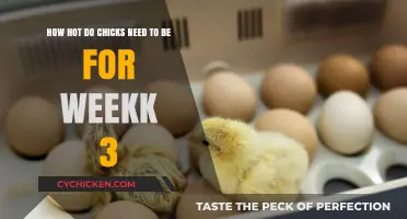 Chicks' Ideal Temperature Guide for Week 3