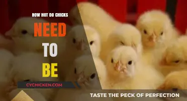 Optimal Brooding Temperatures for Chicks: A Guide to Healthy Hatching