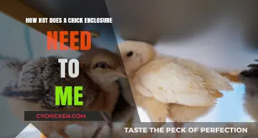 Chick Enclosures: Warmth and Temperature Guide