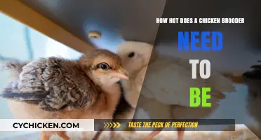 Chicken Brooder Temperature: How Hot is Too Hot?