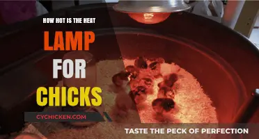 Optimal Heat Lamp Temperature for Raising Healthy Chicks Safely