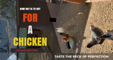 How Hot is Too Hot for Chickens? Safe Temperature Limits Explained