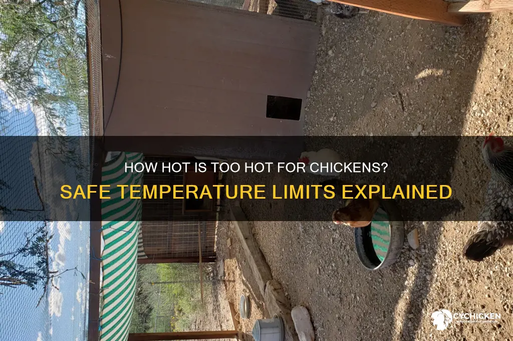 how hot is to hot for a chicken