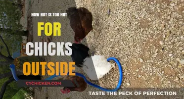 Safe Outdoor Temperatures for Chicks: Avoiding Heat Stress Risks