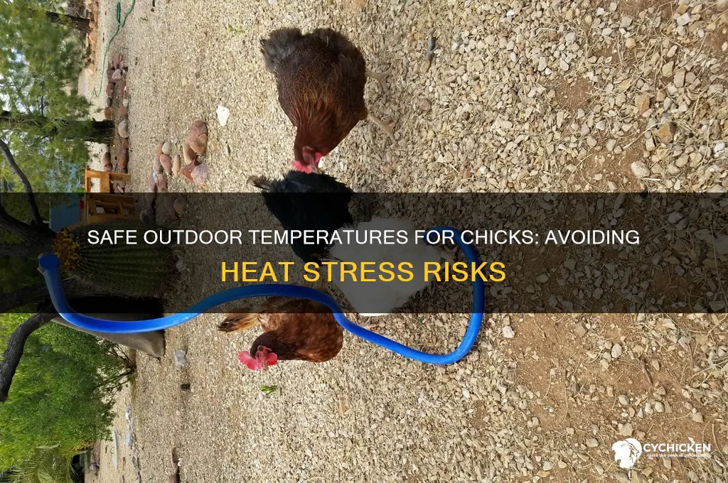how hot is too hot for chicks outside