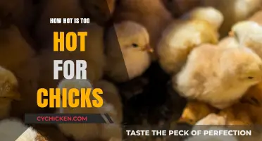Safe Chick Brooding: Ideal Temperature Limits for Healthy Growth
