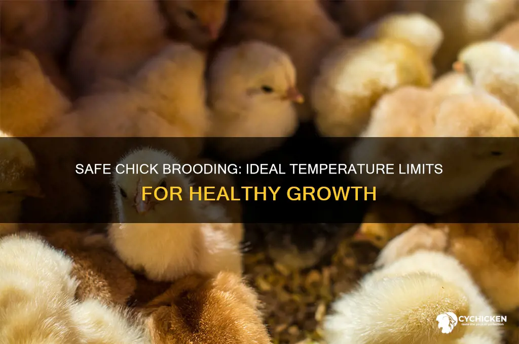 how hot is too hot for chicks