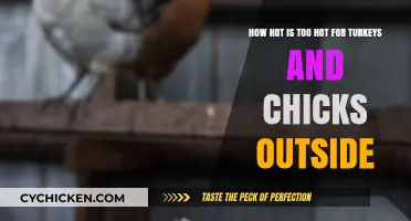 Outdoor Heat: Keeping Turkeys and Chicks Safe
