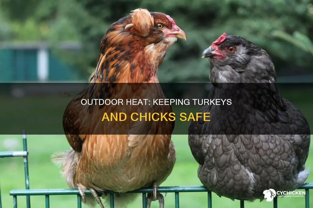 how hot is too hot for turkeys and chicks outside